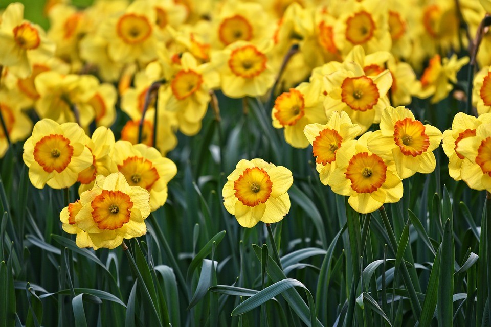 Daffodil Festival in Nantucket