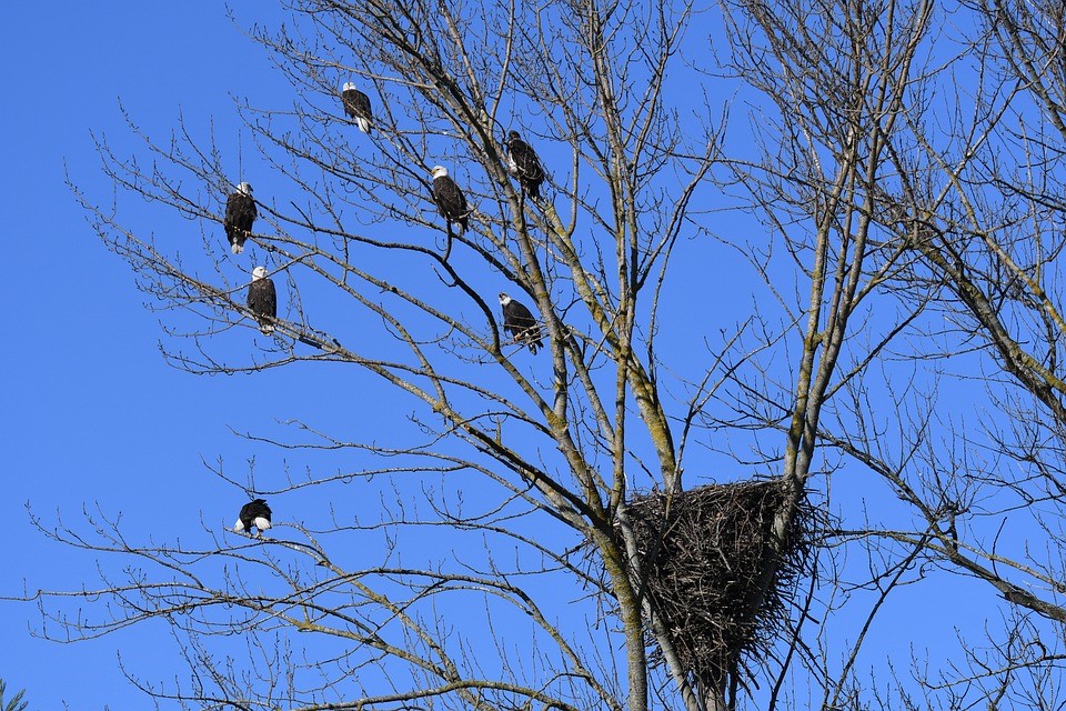 Bald Eagles in Connecticut