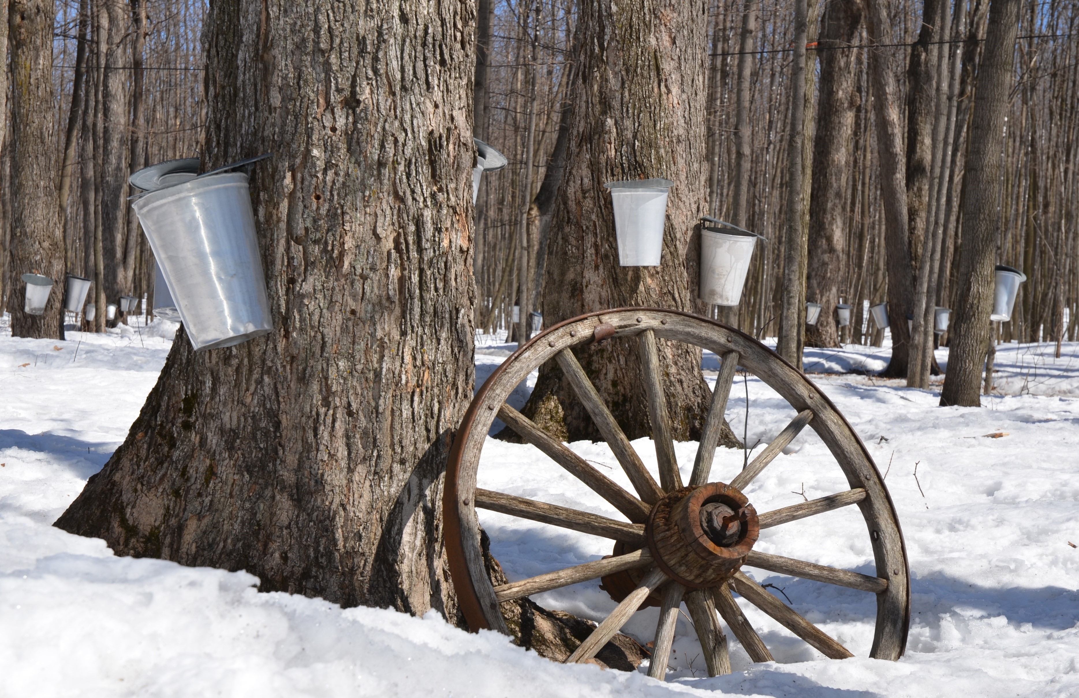 Maple Sugaring in New Hampshire